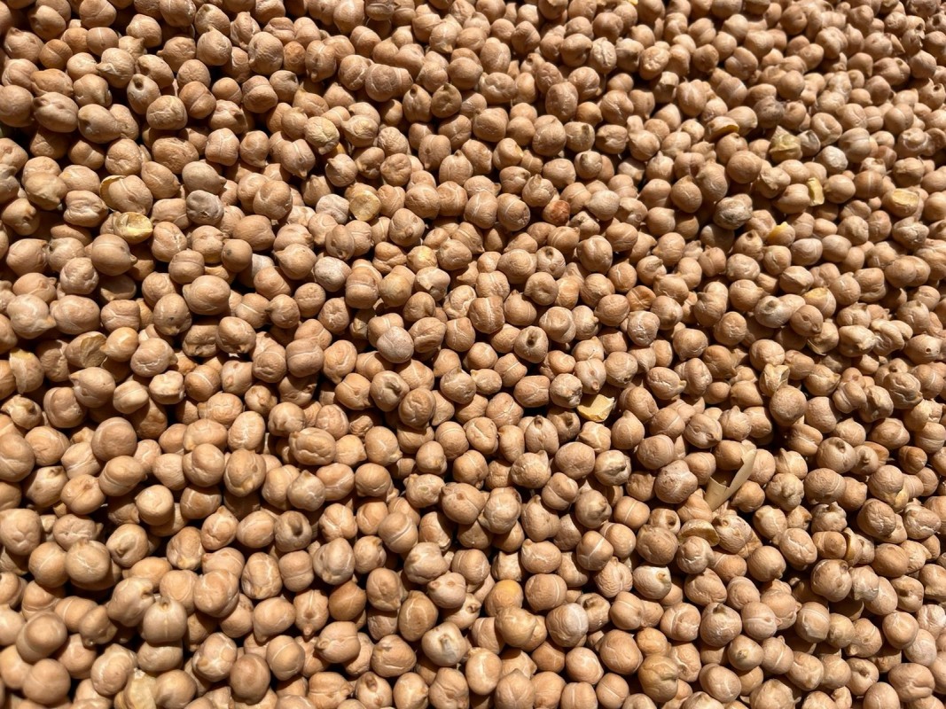 Kacang Arab 7+ from Rusia